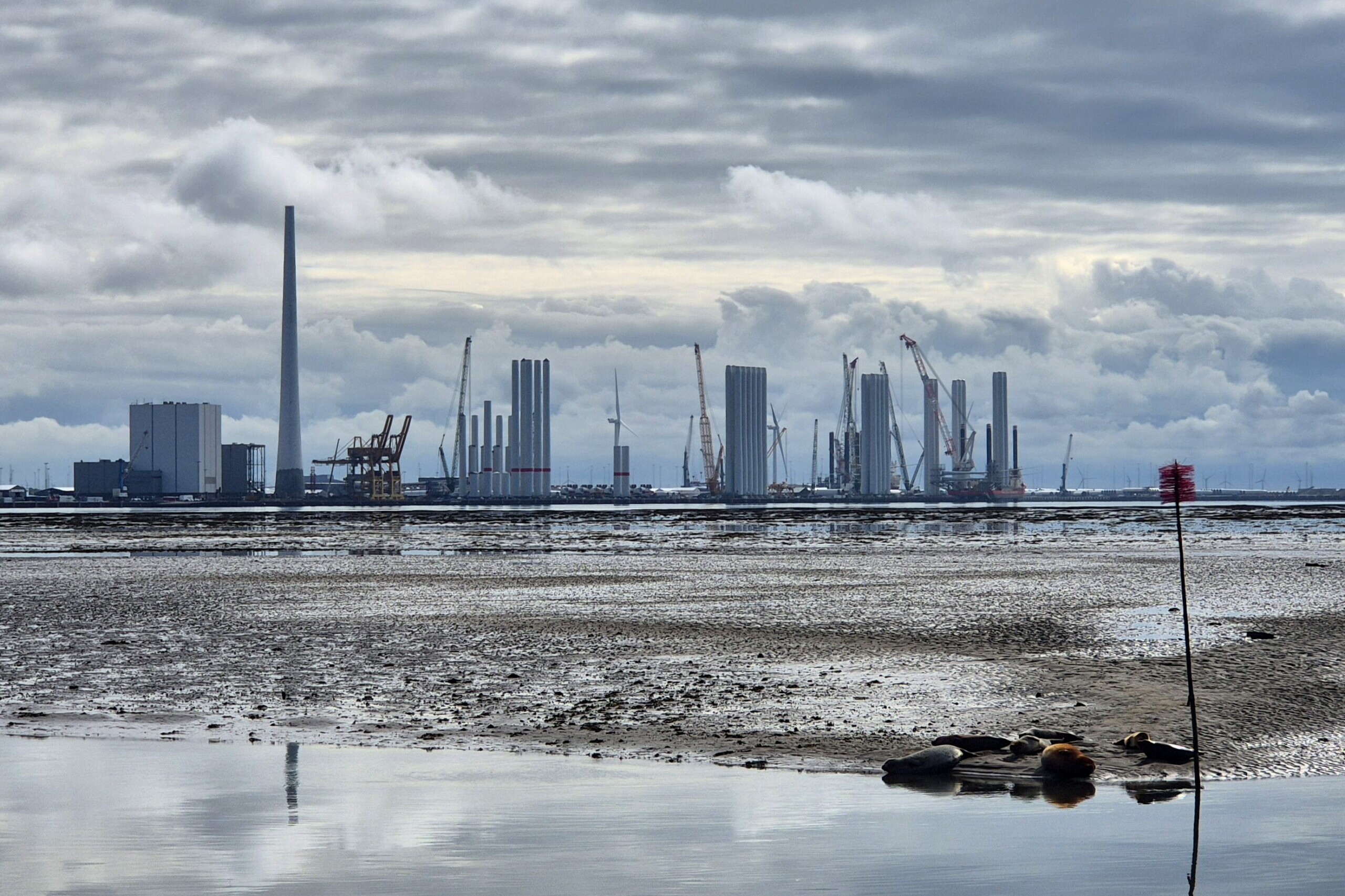 S&aelig;lerne hviler p&aring; sandbanken ud for Nordby, mens Esbjerg Havns voksende havvindeventyr toner frem i baggrunden p&aring; en stille tirsdag morgen. Foto: Camilla Uth.