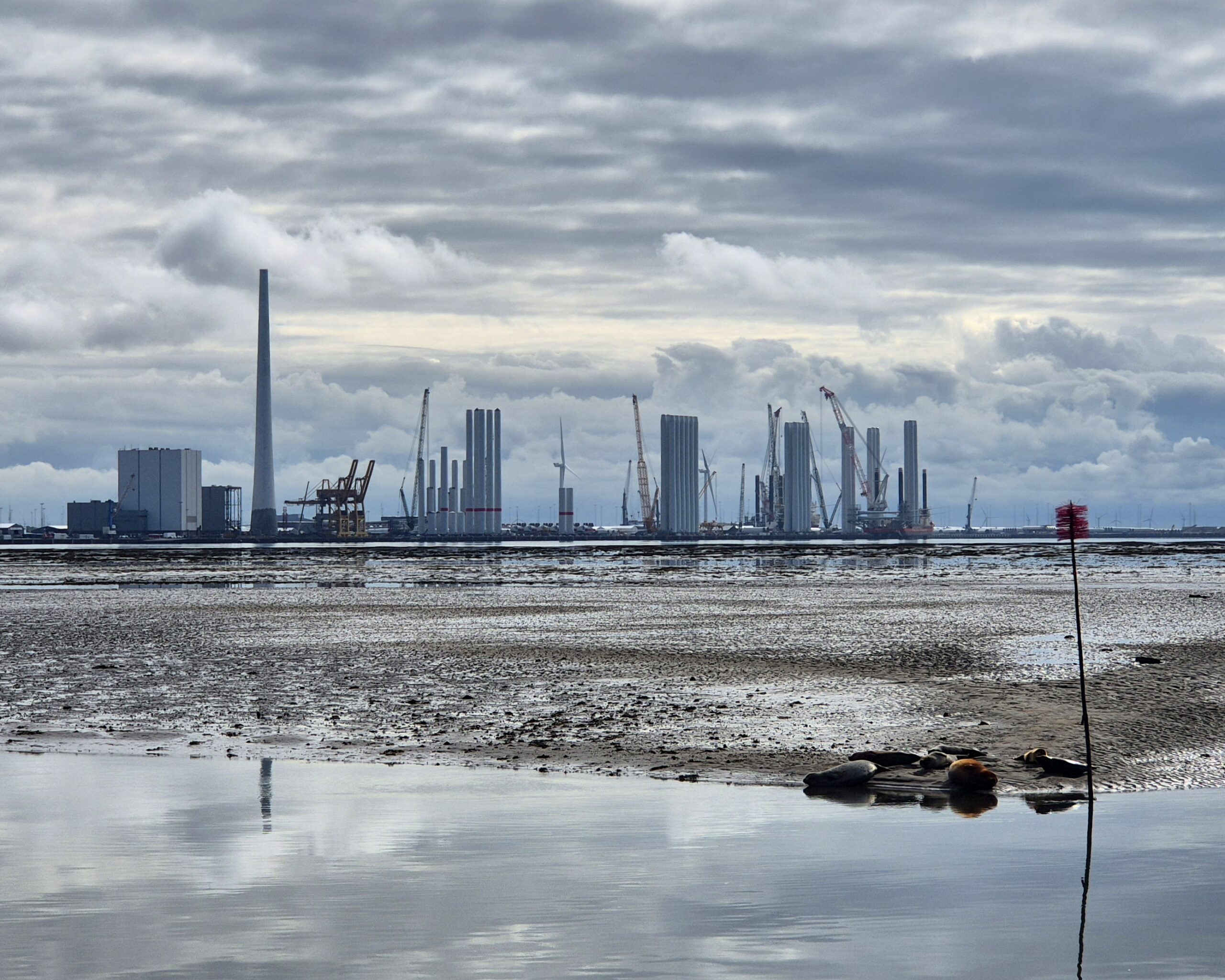 Sælerne hviler på sandbanken ud for Nordby, mens Esbjerg Havns voksende havvindeventyr toner frem i baggrunden på en stille tirsdag morgen. Foto: Camilla Uth.