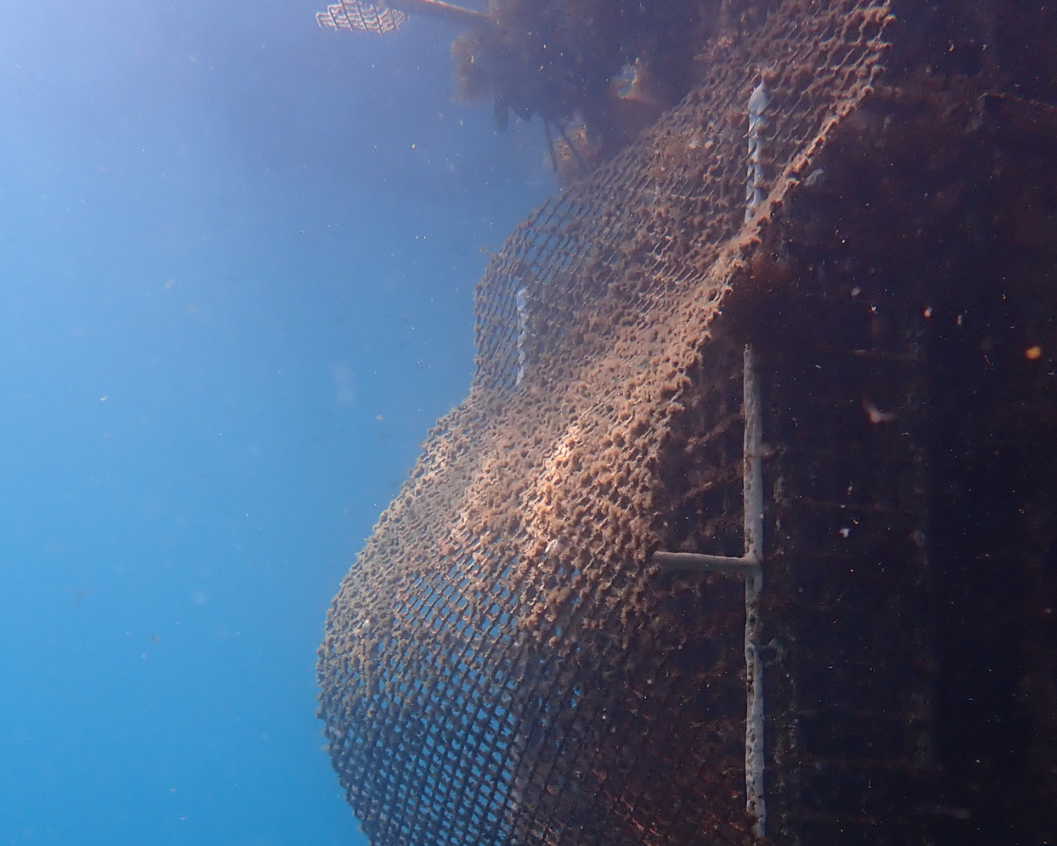 De særlige strukturer fungerer som kunstige rev under vandet og skal skabe bedre forhold for marint liv. Foto: Ocean Ecostructures.