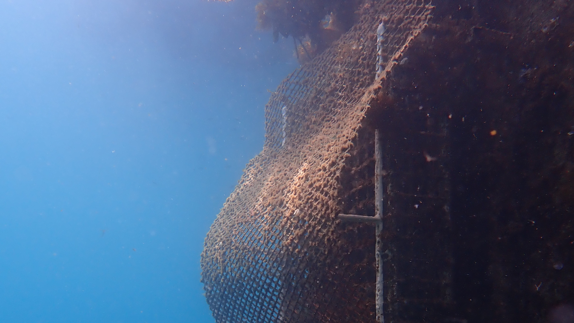 De særlige strukturer fungerer som kunstige rev under vandet og skal skabe bedre forhold for marint liv. Foto: Ocean Ecostructures.