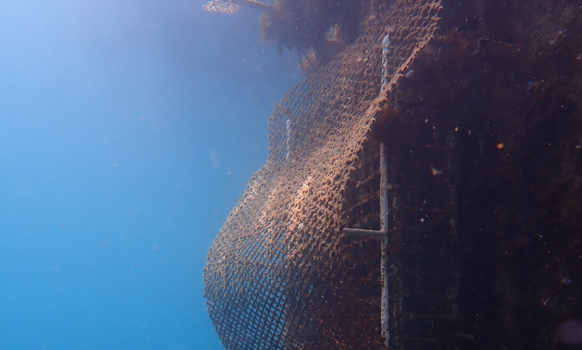 De særlige strukturer fungerer som kunstige rev under vandet og skal skabe bedre forhold for marint liv. Foto: Ocean Ecostructures.