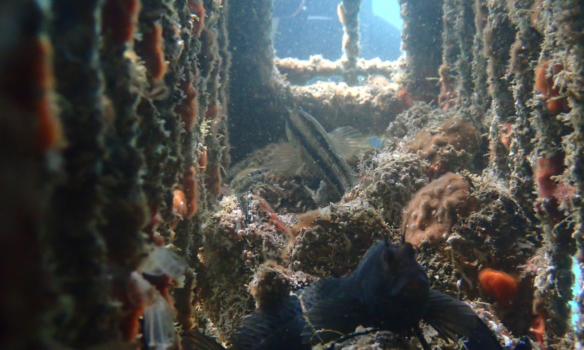 Enhederne blev gjort klar til installation flere steder i havnen. Foto: Ocean Ecostructures.
