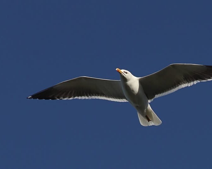 Mågerne har travlt i disse dage. De mange flyvemyrer, som sværmer over Esbjerg i sommervarmen, er en proteinrig delikatesse for byens fugle. Foto: Johnny Tauman.