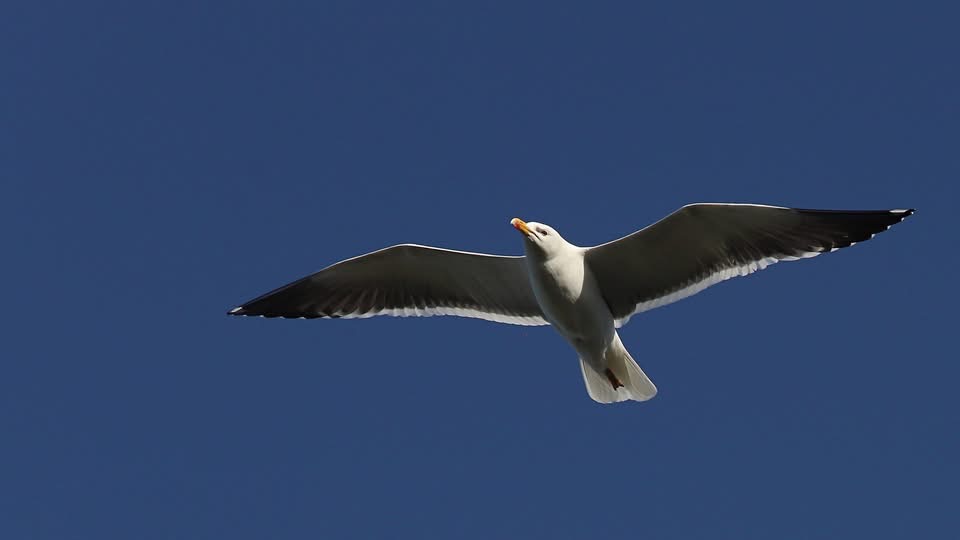 Mågerne har travlt i disse dage. De mange flyvemyrer, som sværmer over Esbjerg i sommervarmen, er en proteinrig delikatesse for byens fugle. Foto: Johnny Tauman.