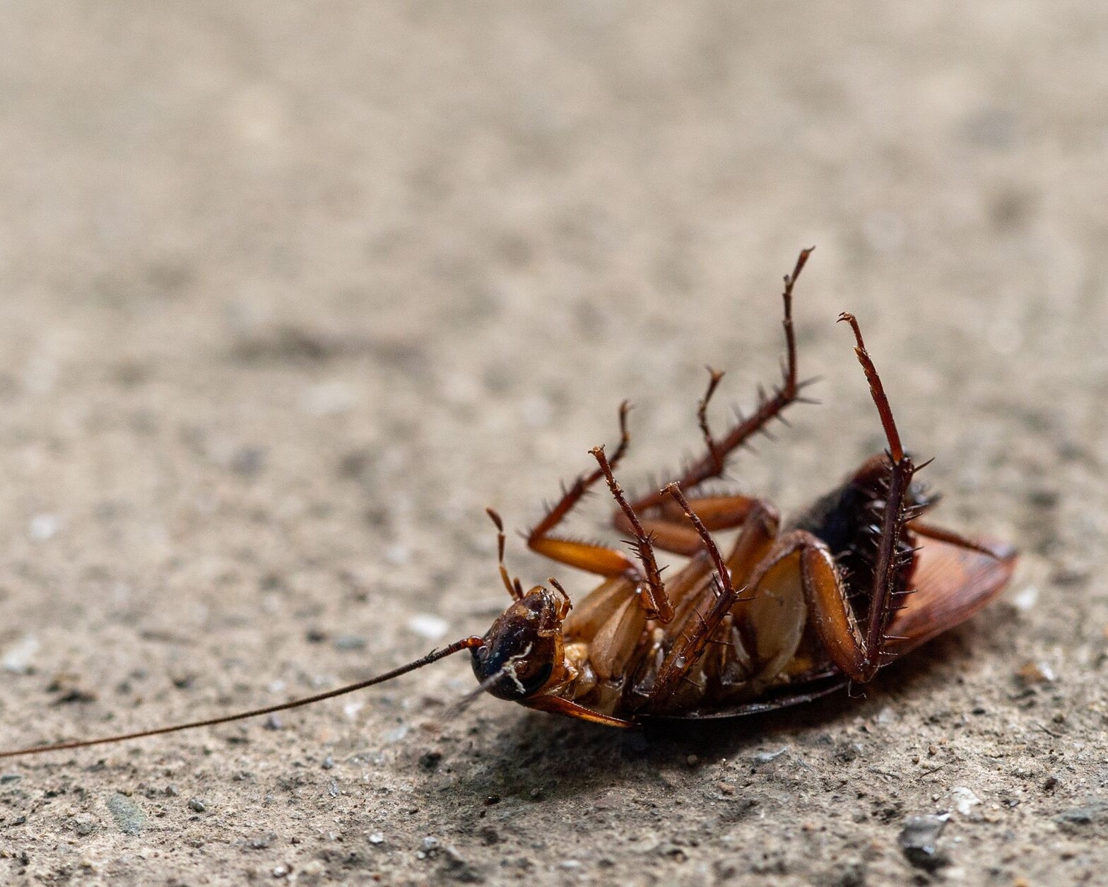 cockroach in macro photography