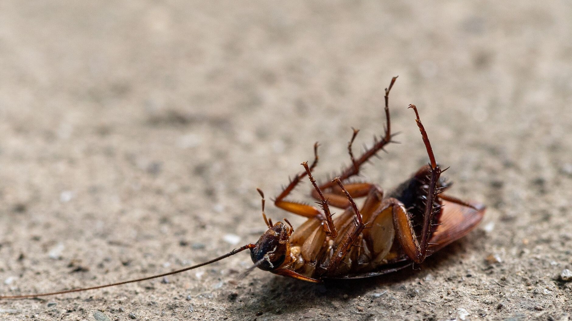 cockroach in macro photography