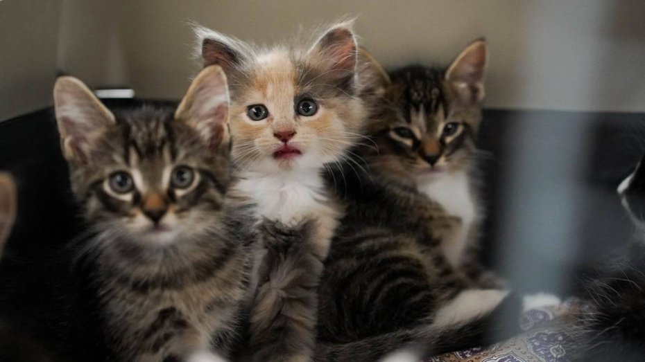 Særligt de mange katte har givet travlhed igennem året. Fra januar til november er der kommet 18.815 opkald, hvor en borger har mistænkt en kat for at være i nød. Foto: Cathrine Cocks, Dyrenes Beskyttelse.